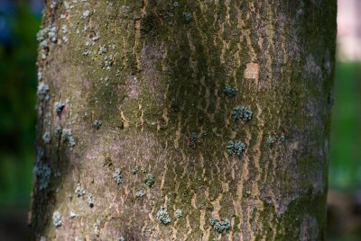 Acer pseudoplatanus - javor horský, klen - borka